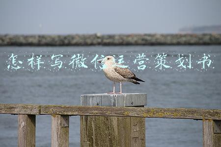 微信营销方案策划书(微信小程序营销策划方案)