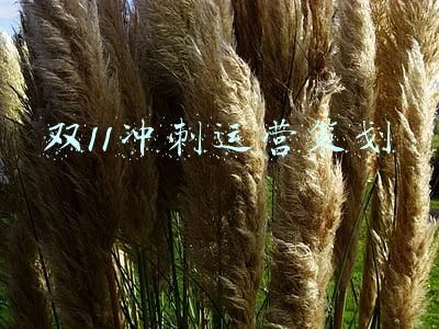 双11冲刺运营策划