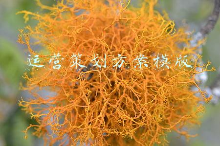 运营策划方案模版