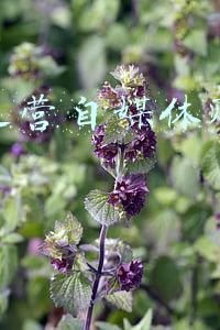 怎样运营自媒体赚广告费
