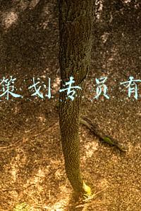 运营策划专员有用吗