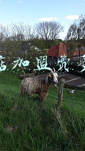 火锅店加盟大概需要多少钱，火锅店加盟费需要多少钱