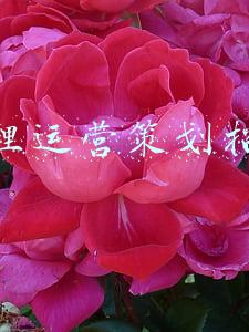 大理有哪些招聘网站(最新招聘信息来了，14家单位招纳贤士)