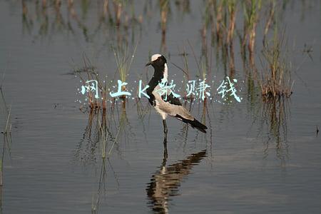 网上k歌赚钱