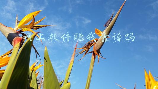 网上下载软件赚钱靠谱吗(赚钱类App真能“躺赚”？)
