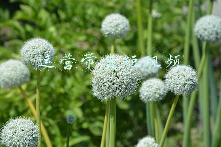 短视频带货app(直播带货软件，又给短视频创作者狠狠插上一刀)