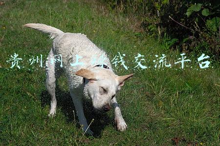 贵州网上赚钱交流平台