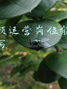 短视频运营岗位说明书(短视频，越来越没意思了？)