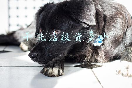 干洗店投资多少