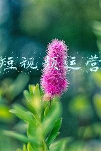 厦门短视频运营公司