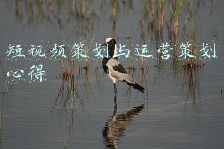 短视频策划与运营策划心得