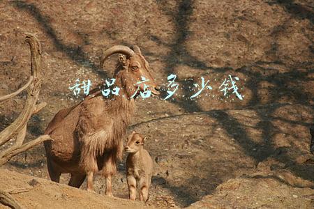 甜品店加盟费要多少钱:加盟甜品店大概需要多少钱