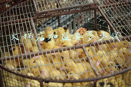 火锅店加盟赚钱吗 加盟什么火锅店最赚钱