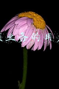短视频业务的用户运营