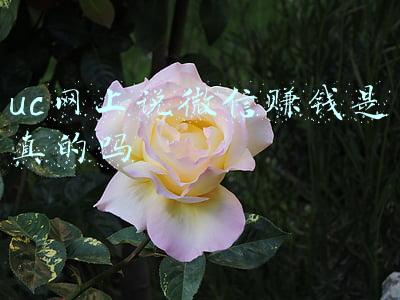 uc浏览器赚钱是真的吗(“净网2019”警惕网络刷单返佣金骗局)