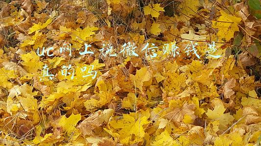 uc网上说微信赚钱是真的吗