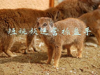 短视频运营操盘手