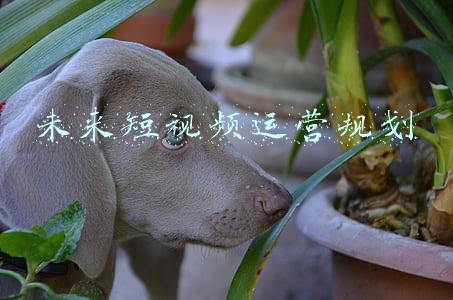 未来短视频运营规划