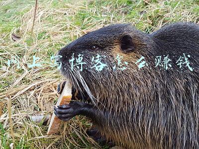 网上写博客怎么赚钱