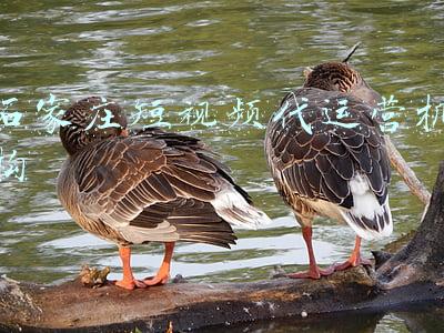 天津短视频运营公司(天津链家资讯｜YYDS！短视频 刷新买房新姿势)