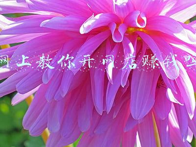 开网店卖什么最赚钱(千亿市场，有人3年分红2亿，今年做电商最赚钱的就是它了)