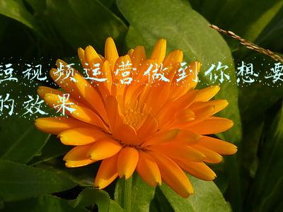 短视频运营做到你想要的效果