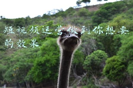 短视频运营做到你想要的效果