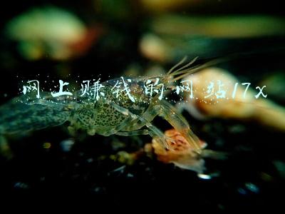 魅族17x(ZOL百万补贴：魅族17 8+256G 2199元)