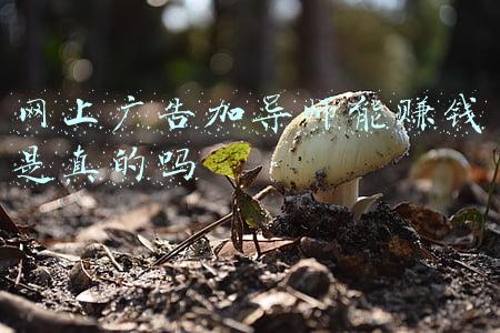 网上广告加导师能赚钱是真的吗