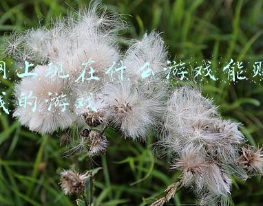 网上现在什么游戏能赚钱的游戏