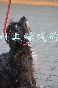 通过网上赚钱的软件