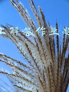 在网上解答作业题怎么赚钱