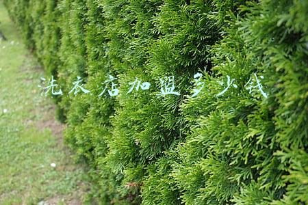 加盟洗衣店需要多少资金（洗衣店加盟需要多少钱）