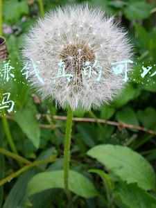 网上赚钱真的可以日收过百吗