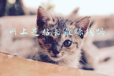 个人站长收入(霸道知网：作者稿费最高400元+网站充值卡，2020年收入11亿)