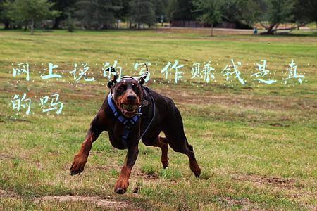 写作赚钱吗(坚持写作八个月，我赚了多少钱？)