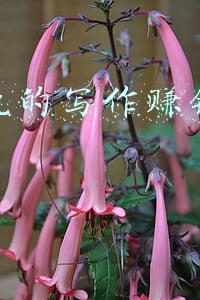 写作赚钱骗局(如果你想写作赚钱，千万别投稿)