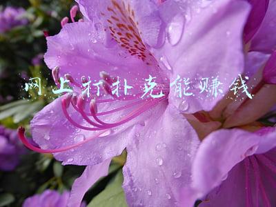 网上打扑克能赚钱
