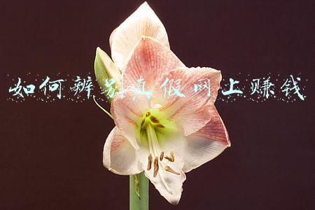 如何辨别真假网站(注意！嘟嘟在线教你识别真假网站！)