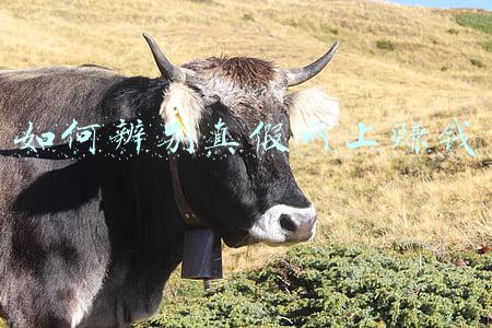 如何辨别真假和田玉(如何鉴定和田玉真假？做到以下简单三步)