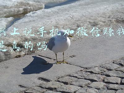 网上说手机加微信赚钱是真的吗