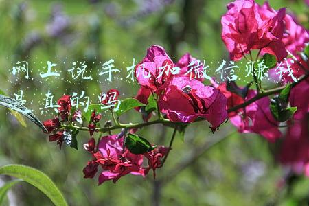 手机微信网版(四川南充建设千个征信查询咨询点 解决征信查询问题)