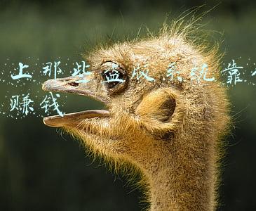 盗版网站怎么赚钱(不想赚钱？三个大学生花四年开发游戏，然后自己传到了盗版网站)