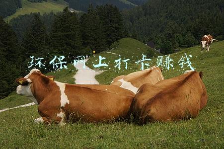 环保网上打卡赚钱