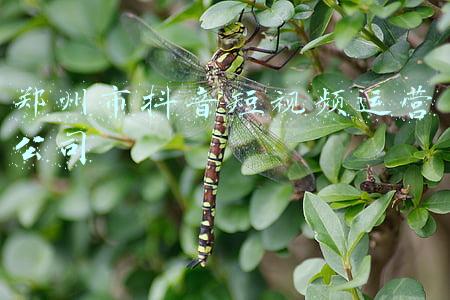 西安抖音短视频公司(“网红”西安进与退：曾失去十年，因抖音走红，今跌出20强)