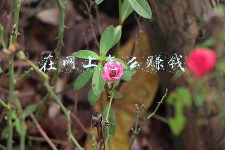 女生在网上怎么赚钱(我的自媒体转变之路：努力搞钱才是一个女生真正的觉醒)