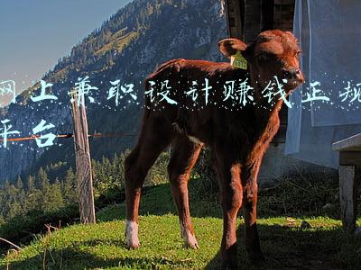 网上兼职平台哪个好(互联网兼职去哪里找靠谱的平台？)