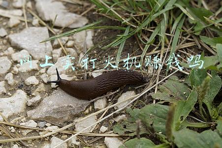 打火机散件网(关于打火机行业供应链、渠道现状及市场推广的几点思考)