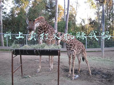 哪里有卖打火机散件(“草根”到“顶流”⑦丨一只打火机，“点燃”全球市场)