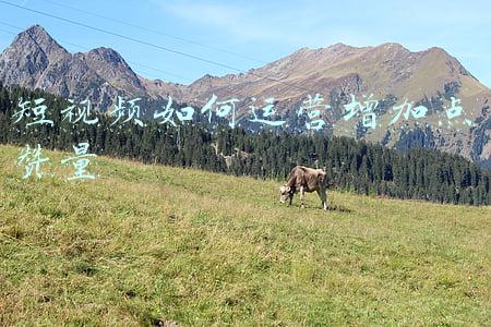 为什么短视频点赞多了能挣钱(给短视频点个赞，钱就没了：起底网络刷单诈骗新手法)